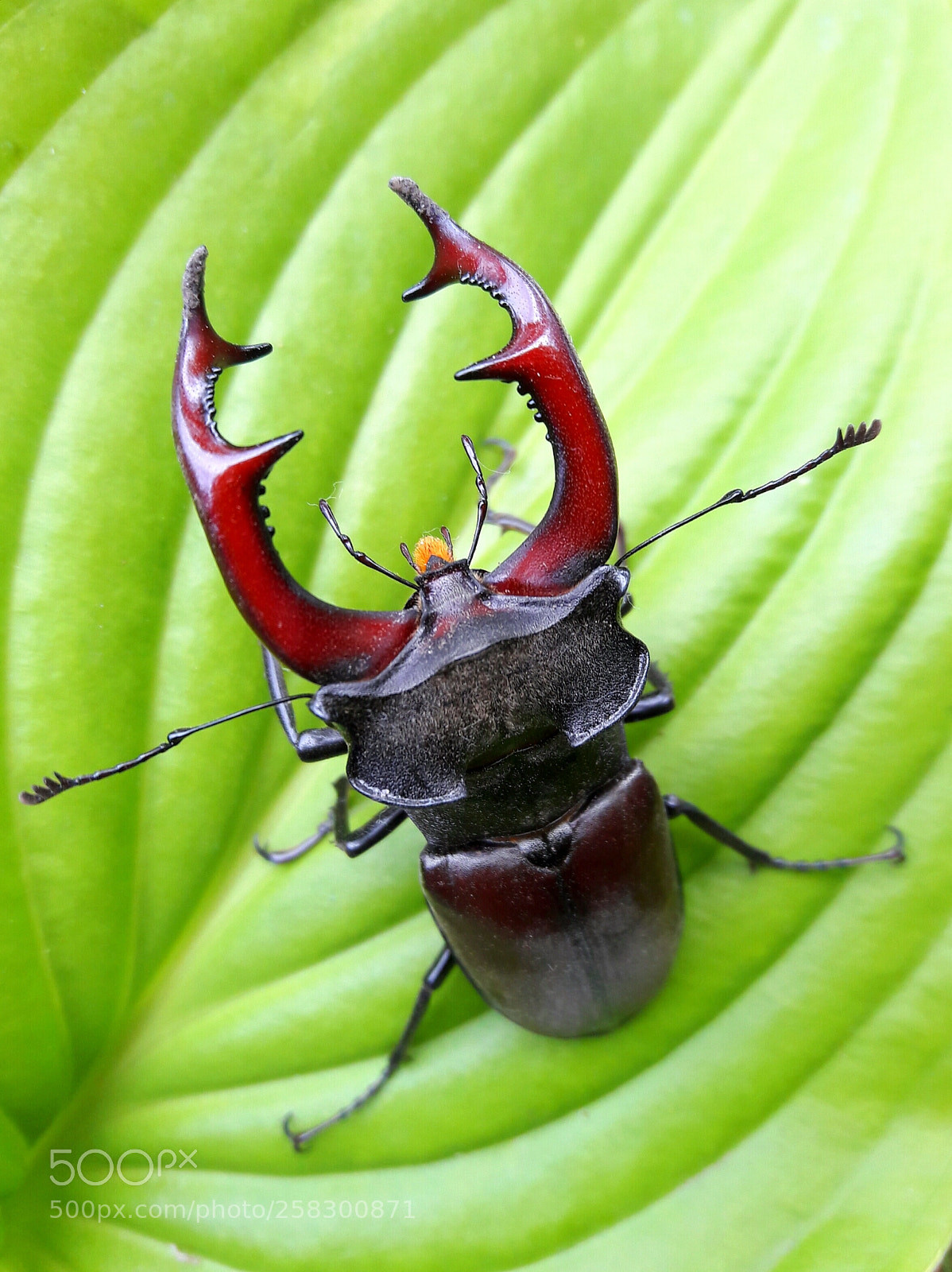 Samsung Galaxy J7 sample photo. The beetle-deer came to photography