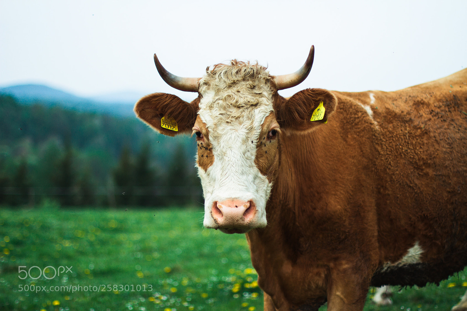 Canon EOS 7D sample photo. Cow photography