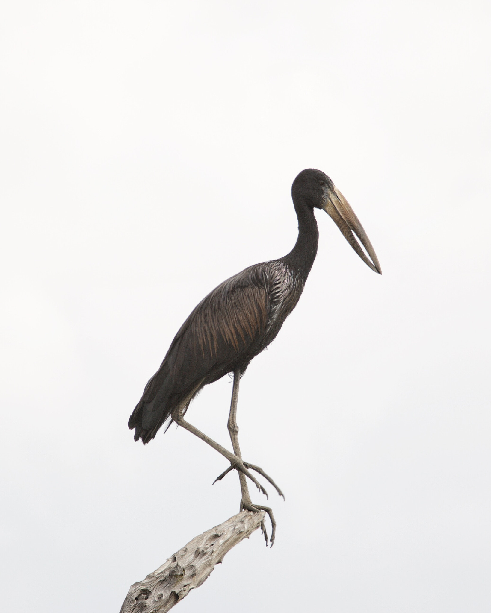 Canon EOS-1D Mark III sample photo. Marabou stork on a tree in selous game reserve, tanzania photography