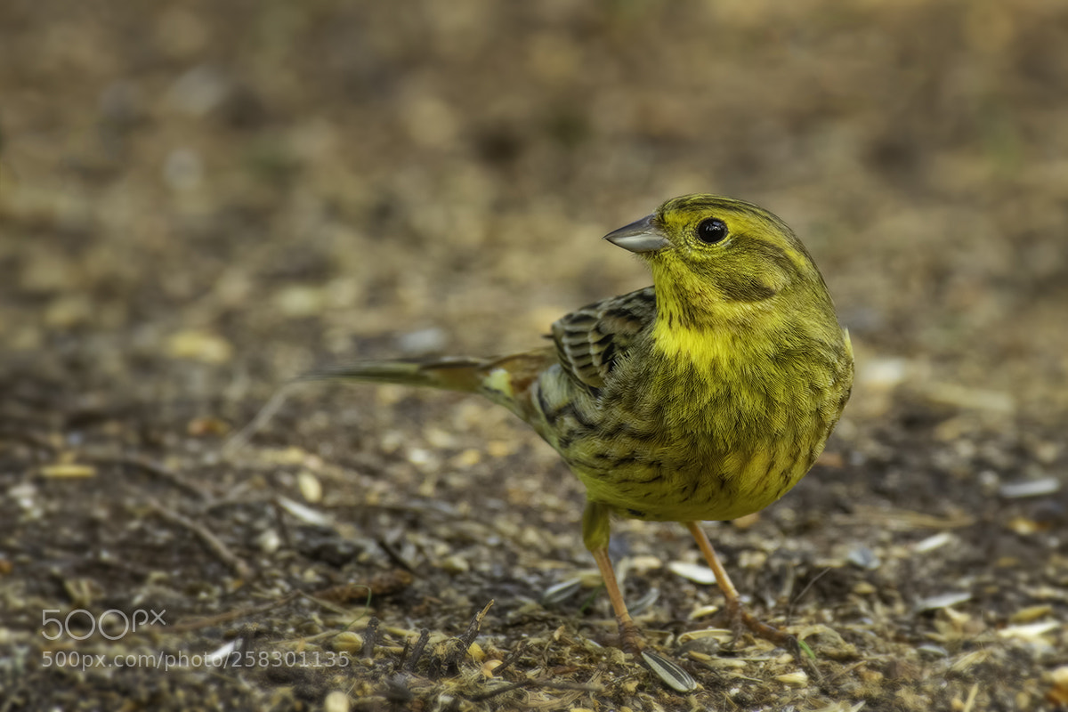 Pentax K-3 sample photo. Yellowhammer photography