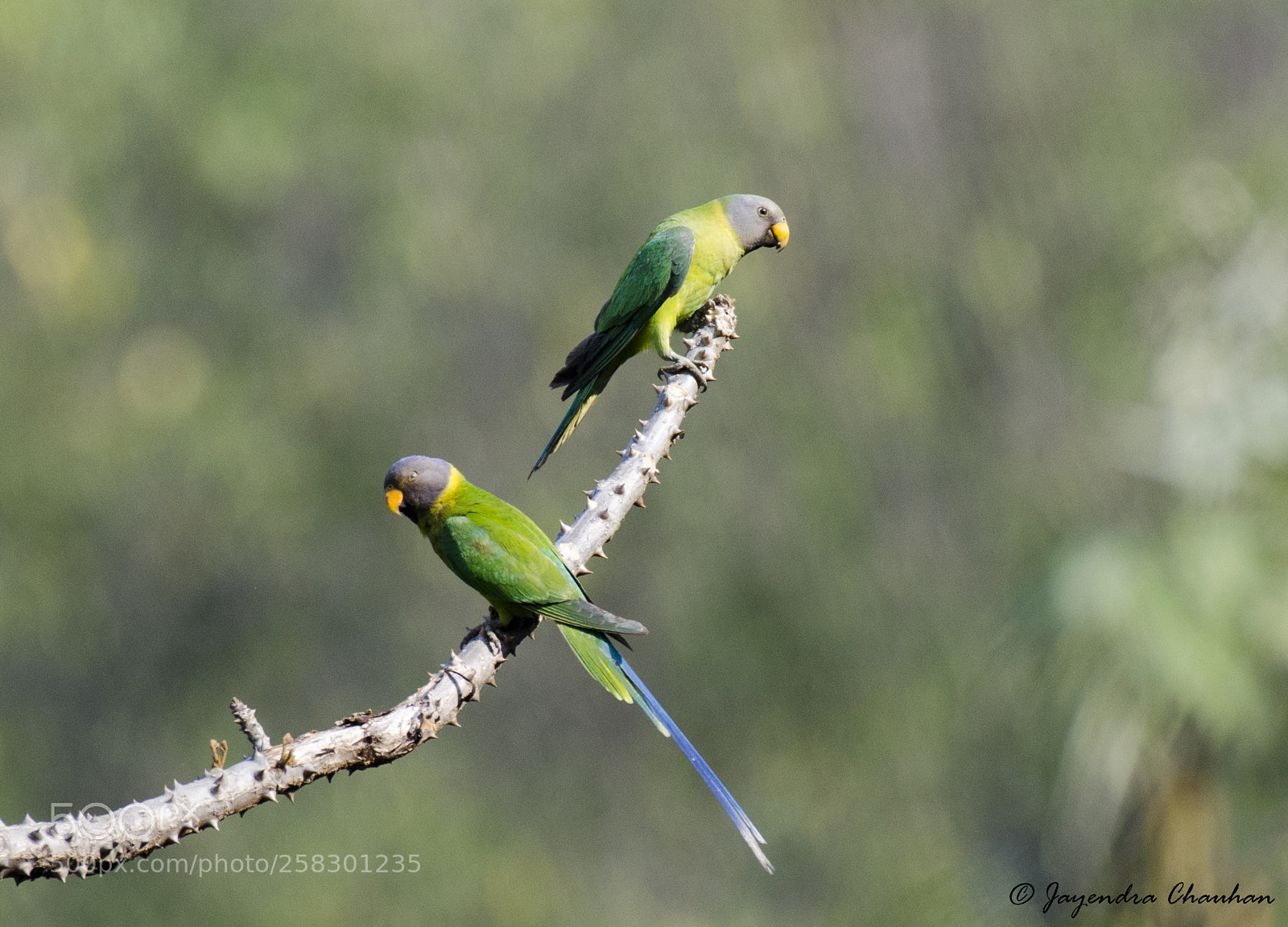 Nikon D5100 sample photo. Slaty headed patakeet photography