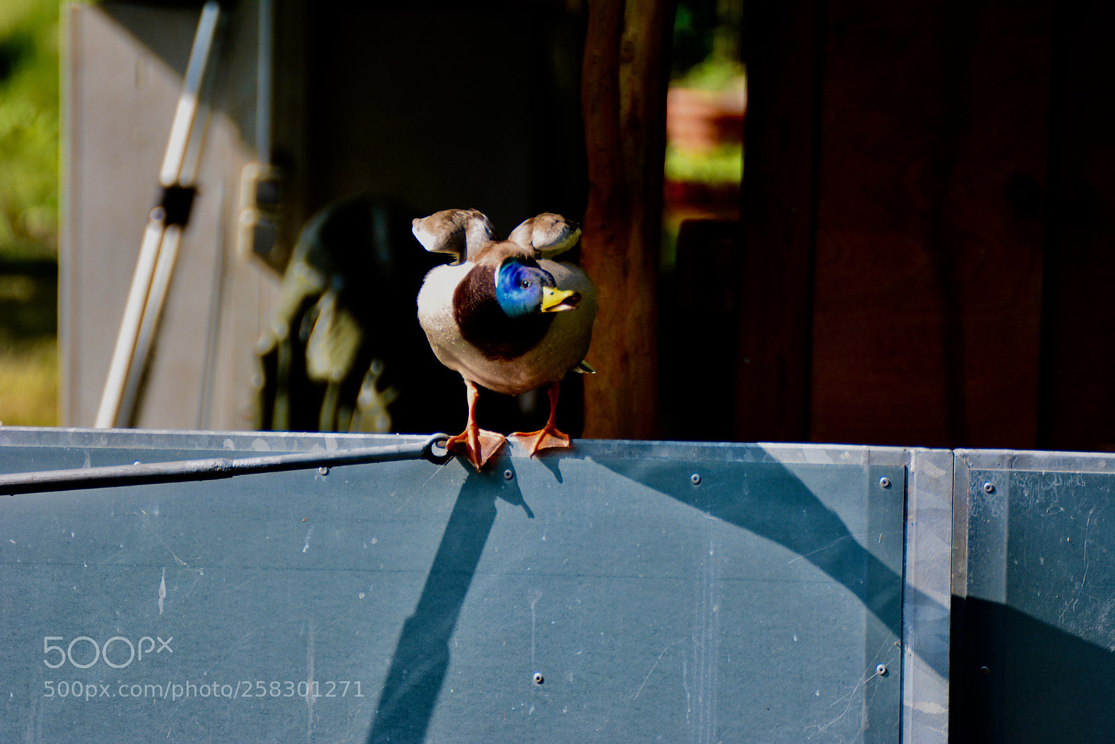 Nikon D5200 sample photo. Duck taking flight... photography