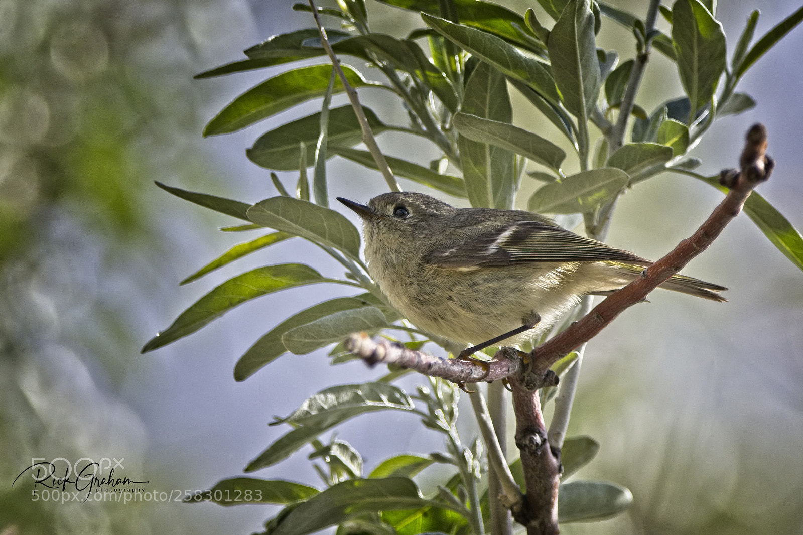 Canon EOS 80D sample photo. Ruby-crowned kinglet photography