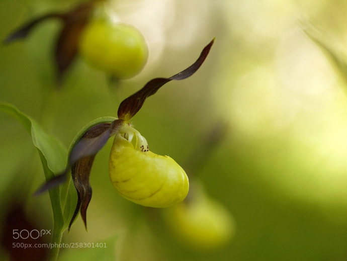 Olympus E-3 sample photo. Cypripedium calceolus photography