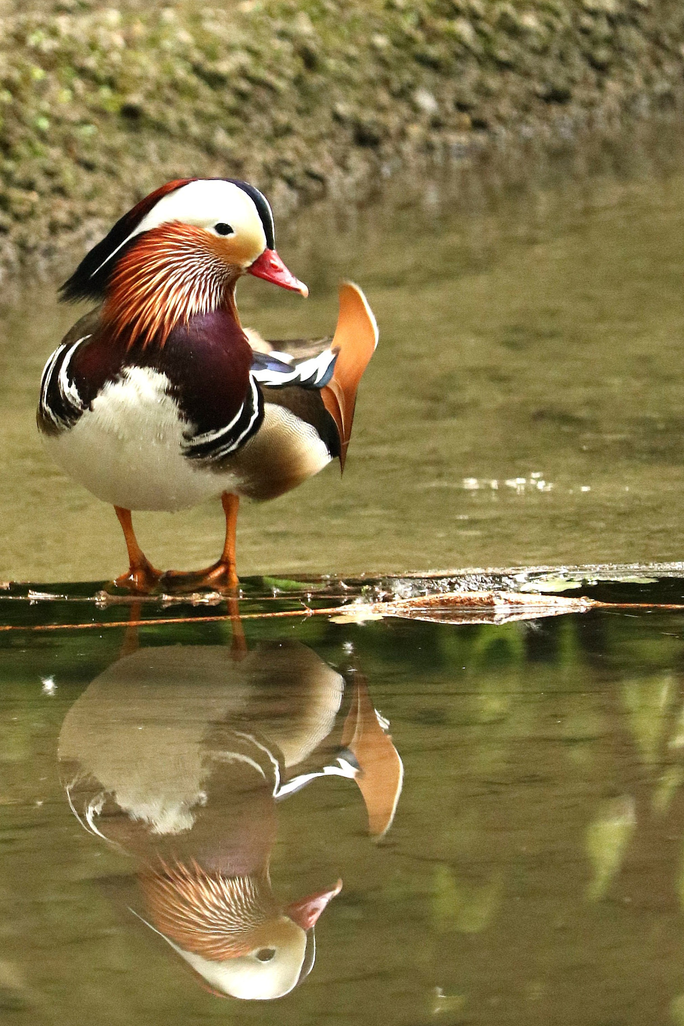Canon EF-S 55-250mm F4-5.6 IS STM sample photo. Beautiful duck.jpg photography