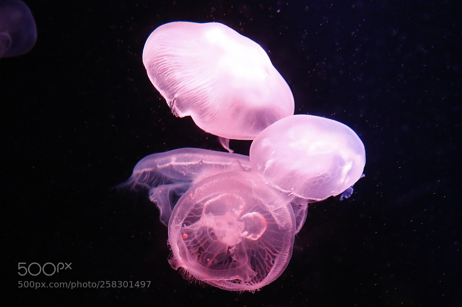 Canon EOS 6D + Canon EF 24-105mm F4L IS USM sample photo. 19.jpg photography