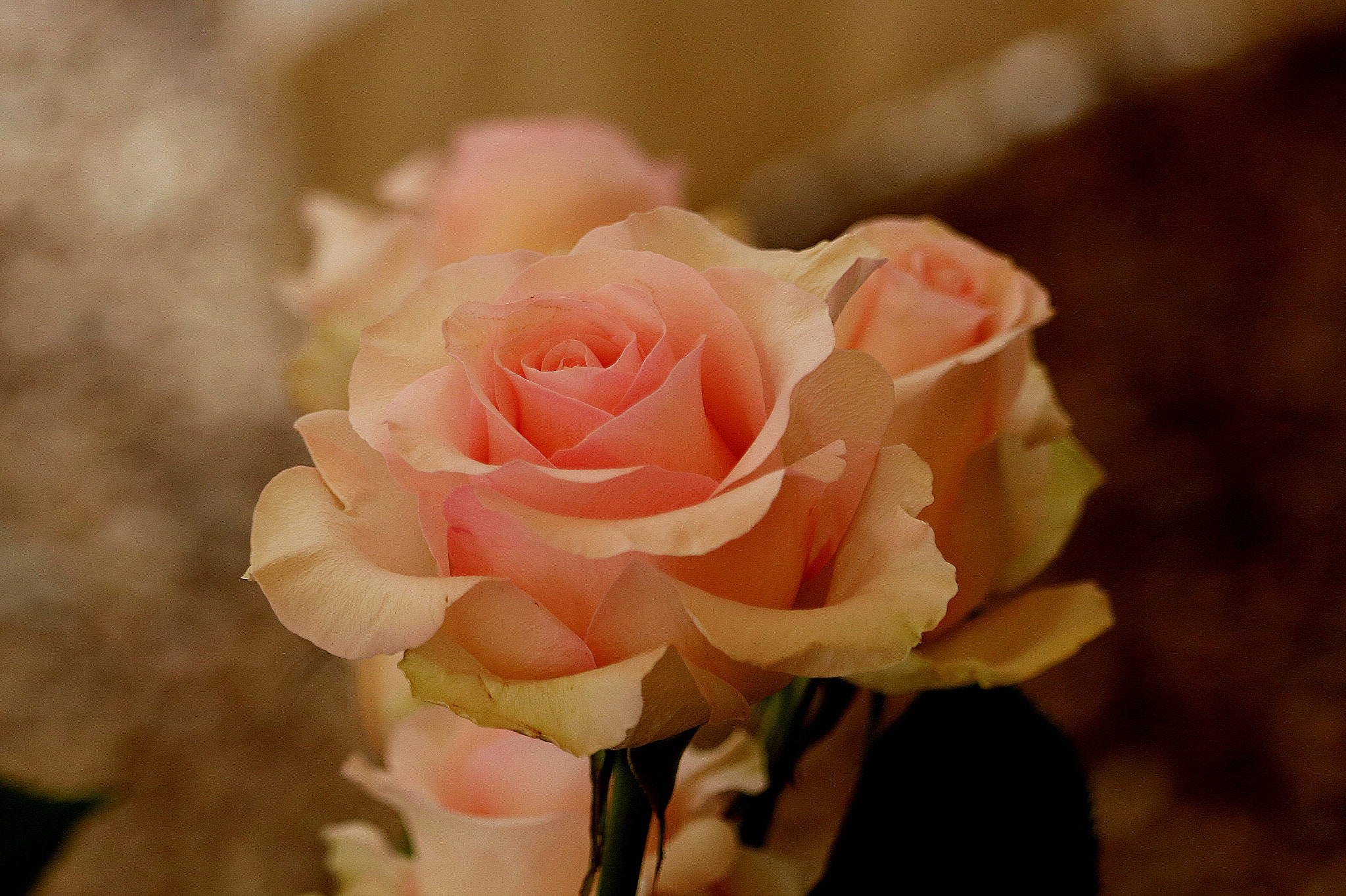 Canon EF-S 55-250mm F4-5.6 IS STM sample photo. Beautiful flower.jpg photography