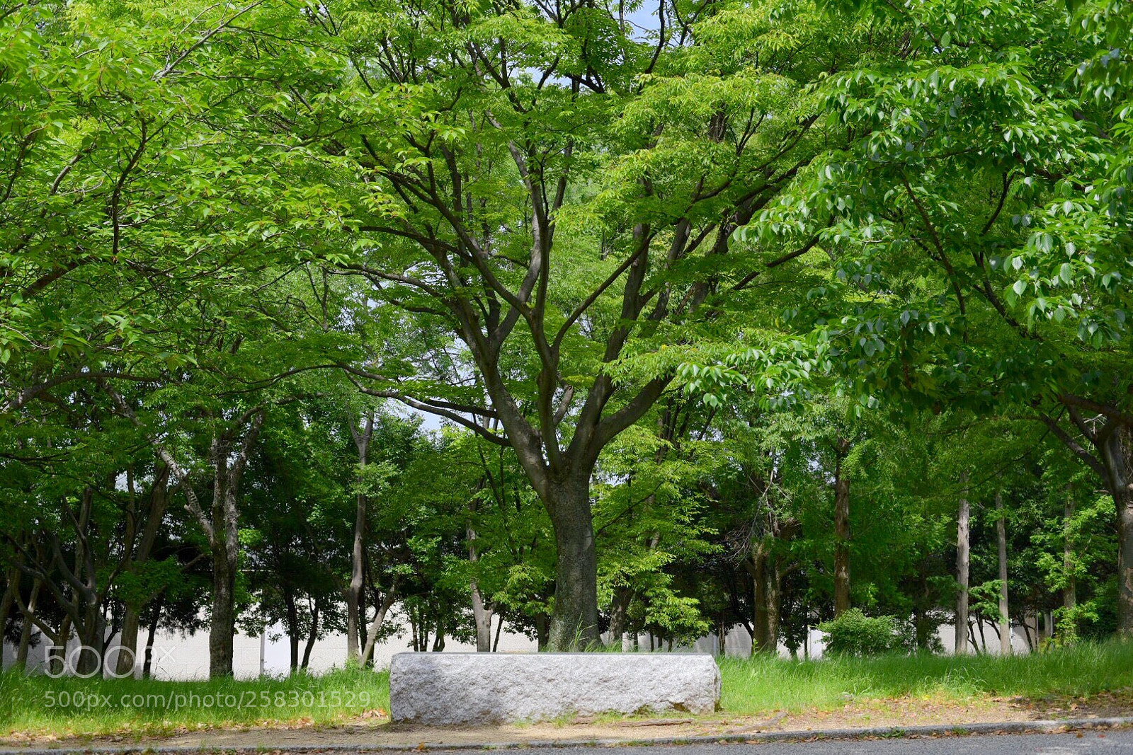 Nikon D750 sample photo. こうえん photography