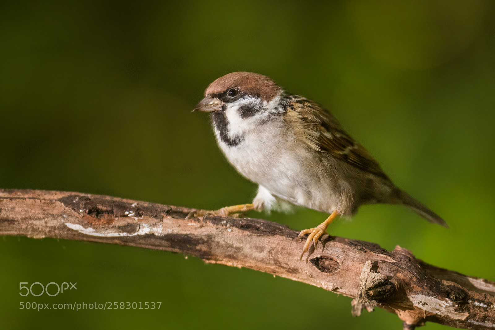 Canon EOS 80D sample photo. Eurasian tree sparrow photography