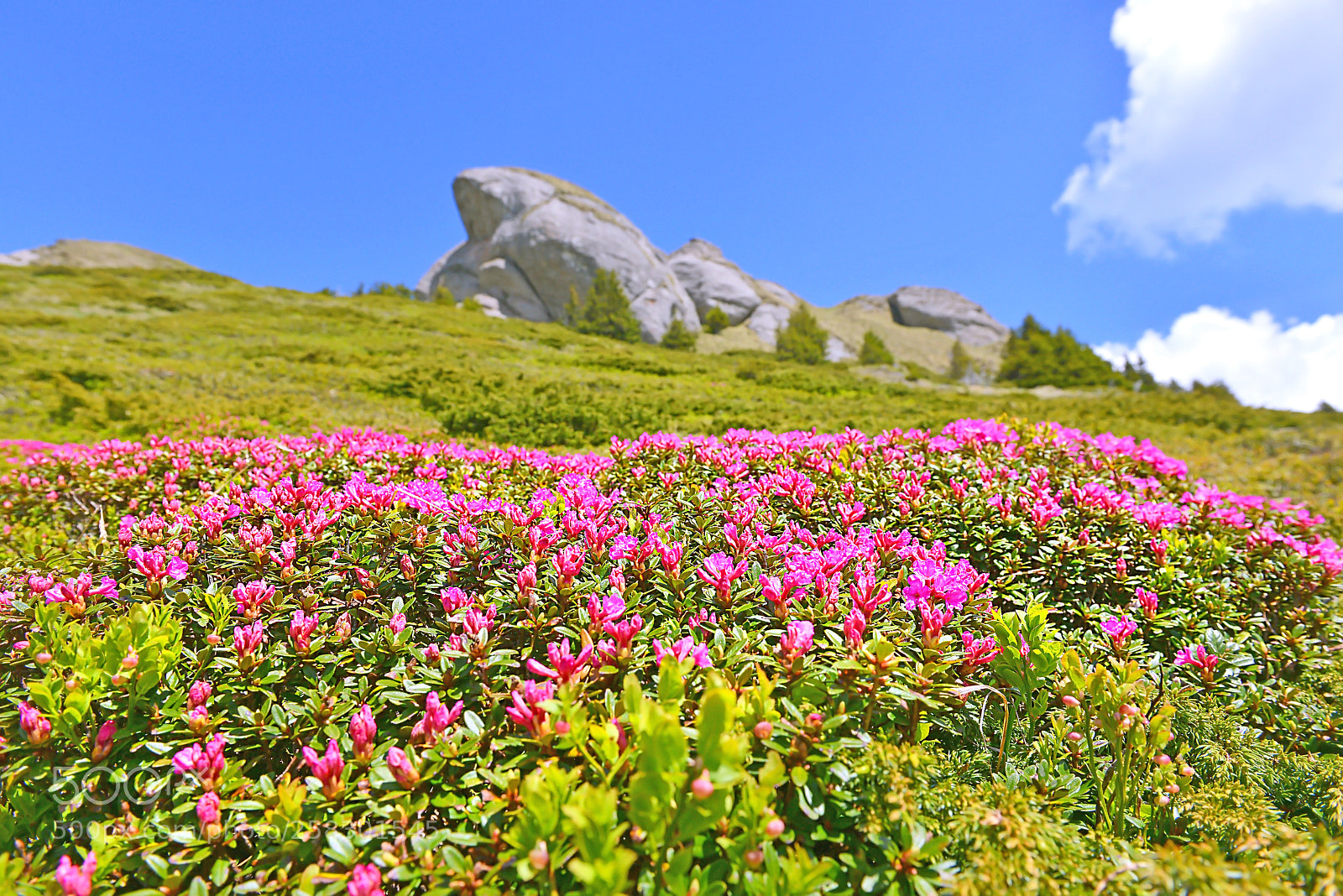 Nikon D800 sample photo. Mm photography