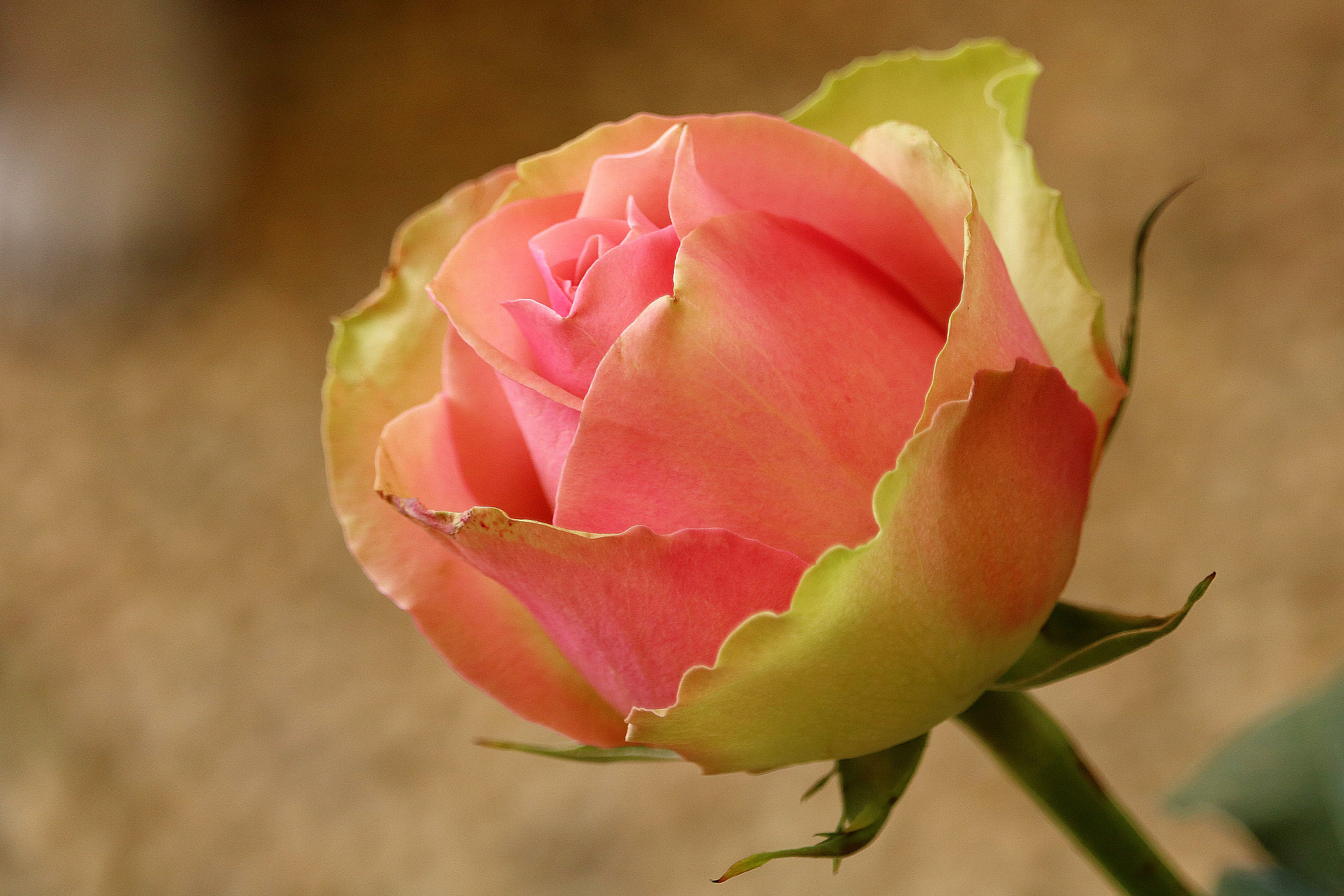 Canon EF-S 55-250mm F4-5.6 IS STM sample photo. Beautiful rose.jpg photography