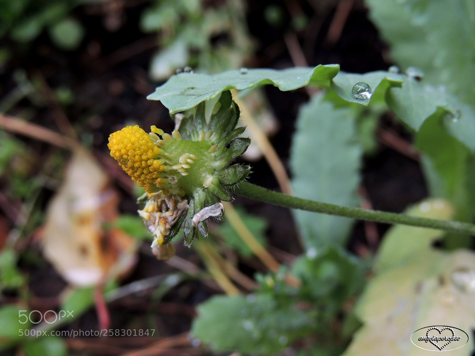 Nikon Coolpix P510 sample photo. La bellezza anche nella photography