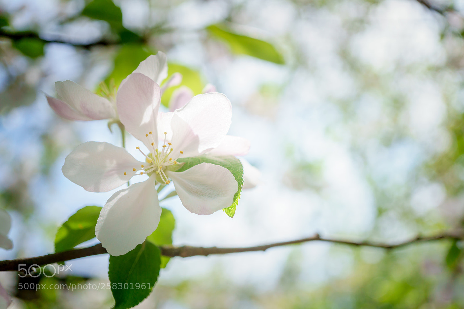 Sony a6000 sample photo. Apple tree flowers blossoming photography