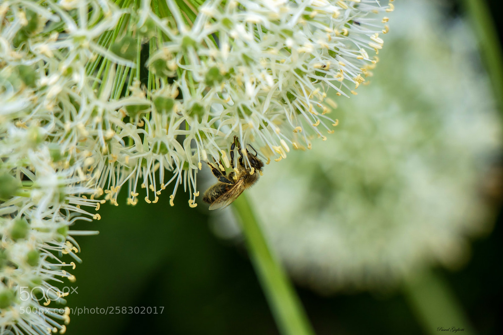Canon EOS 80D sample photo. L'abeille photography