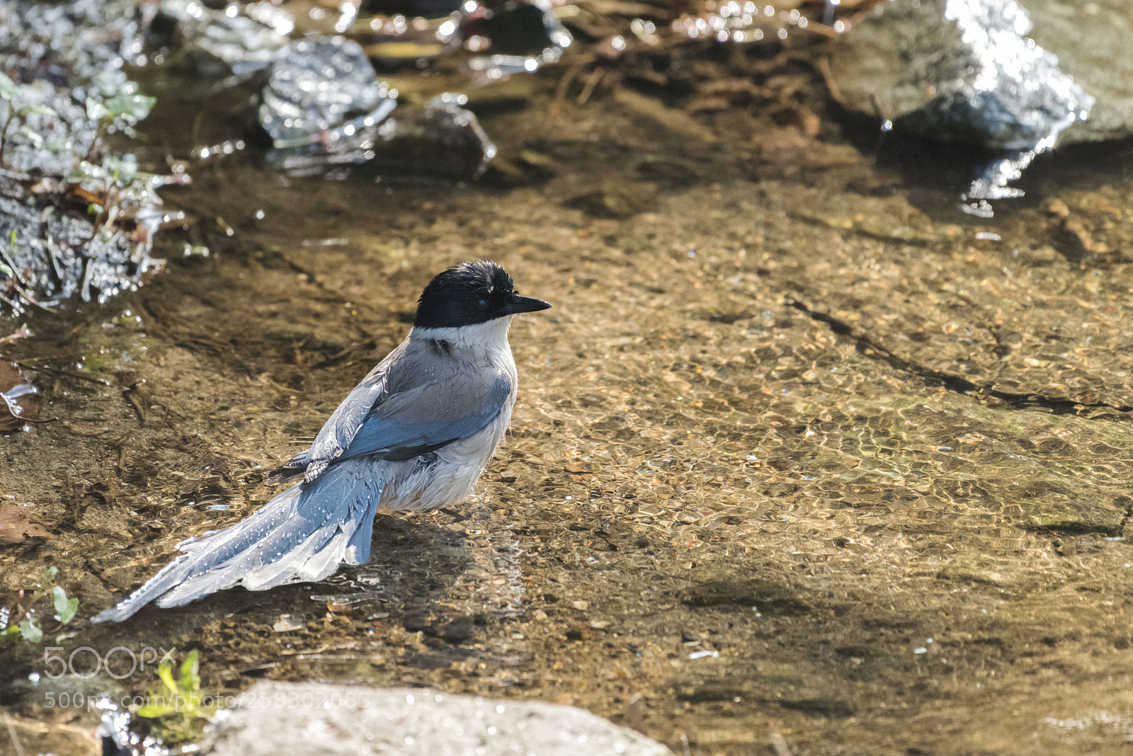 Nikon D810 sample photo. Azure-winged magpie photography