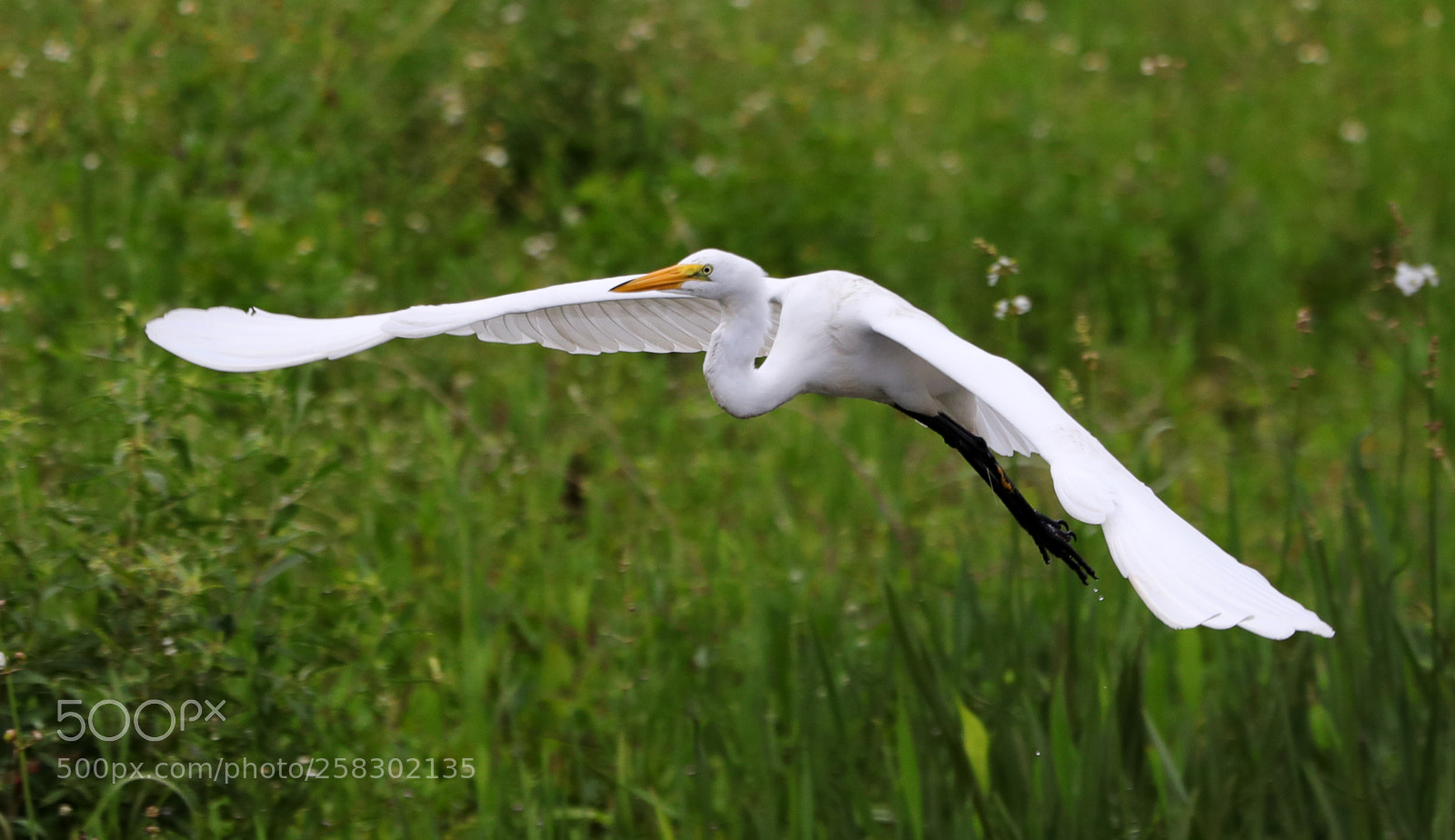 Canon EOS-1D X Mark II sample photo. 05-17-18-0018175.jpg photography