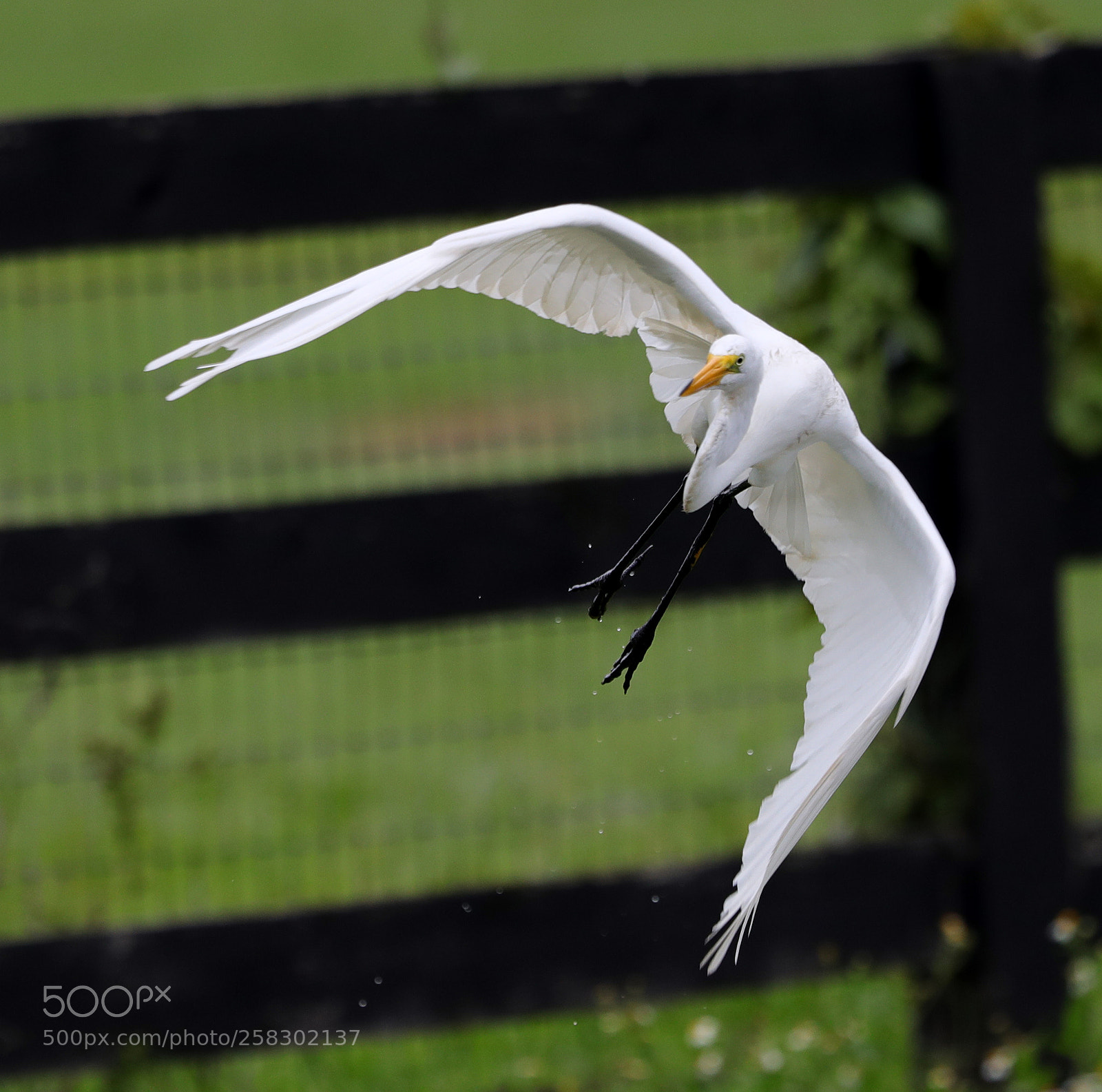 Canon EOS-1D X Mark II sample photo. 05-17-18-0018171.jpg photography