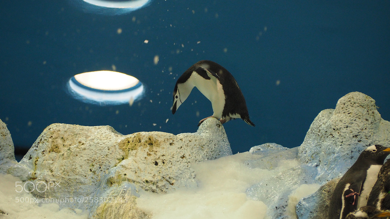 Olympus OM-D E-M10 II sample photo. Pinguin photography