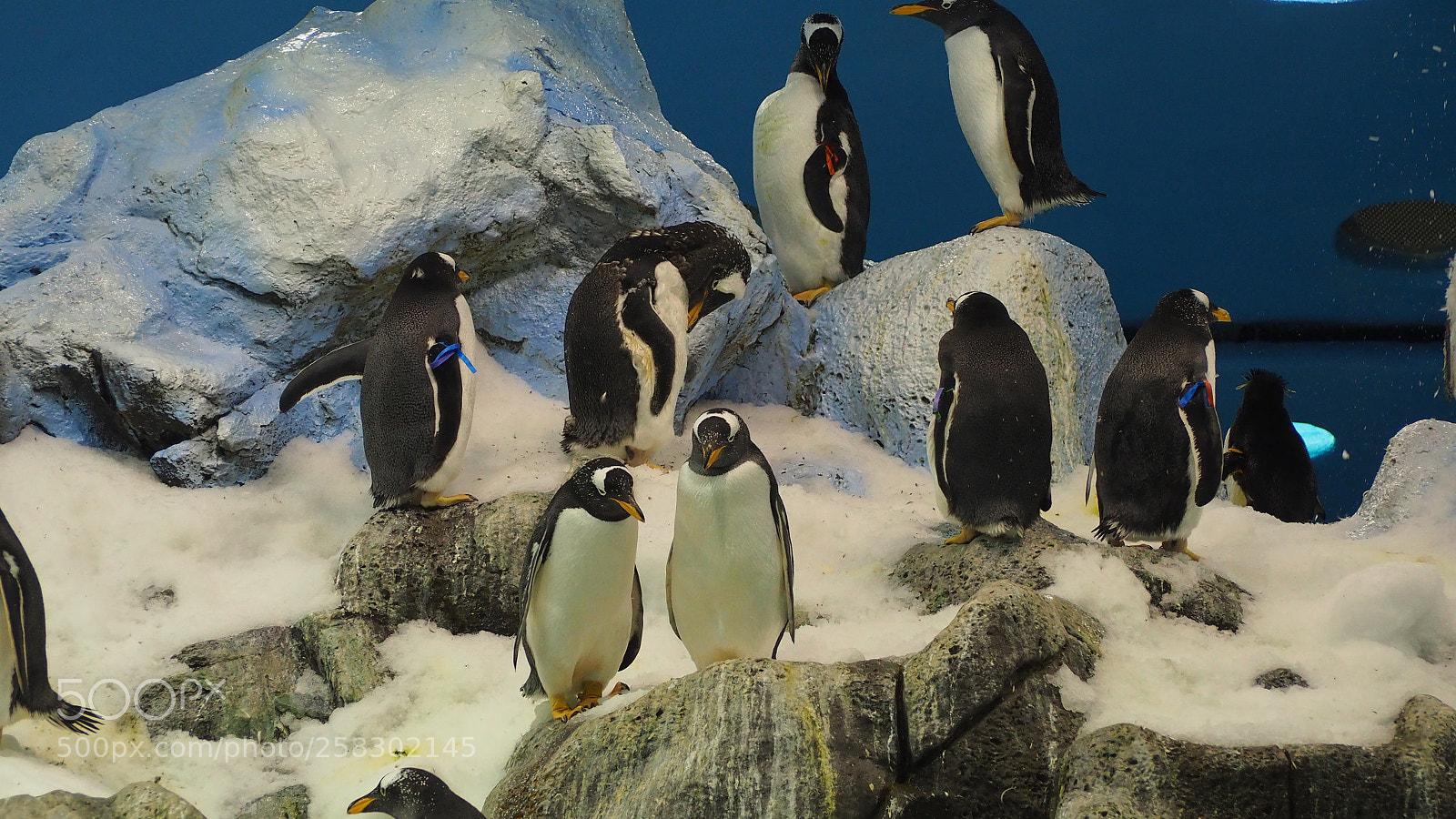 Olympus OM-D E-M10 II sample photo. Pinguin photography