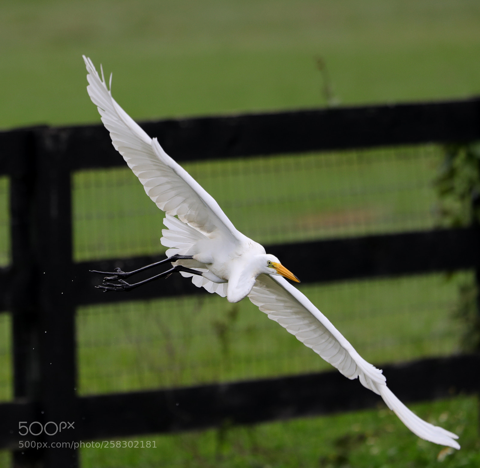 Canon EOS-1D X Mark II sample photo. 05-17-18-0018170.jpg photography