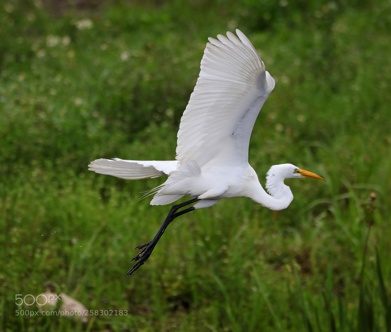 Canon EOS-1D X Mark II sample photo. 05-17-18-0018167.jpg photography
