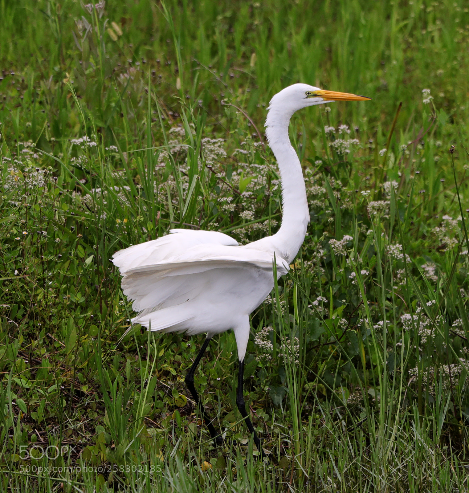 Canon EOS-1D X Mark II sample photo. 05-17-18-0018163.jpg photography