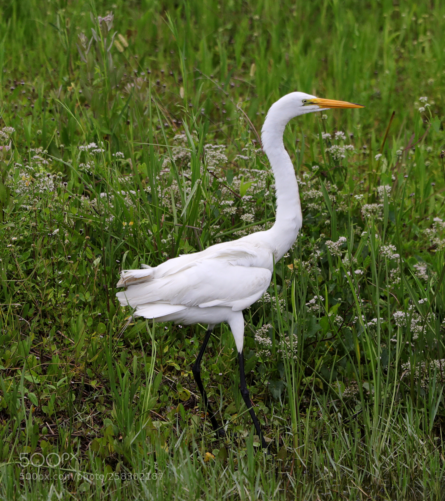 Canon EOS-1D X Mark II sample photo. 05-17-18-0018162.jpg photography