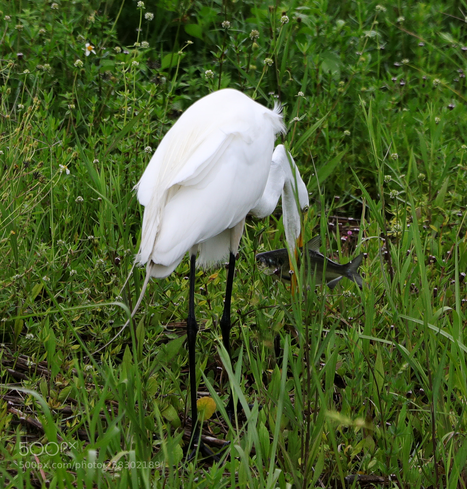 Canon EOS-1D X Mark II sample photo. 05-17-18-0018160.jpg photography