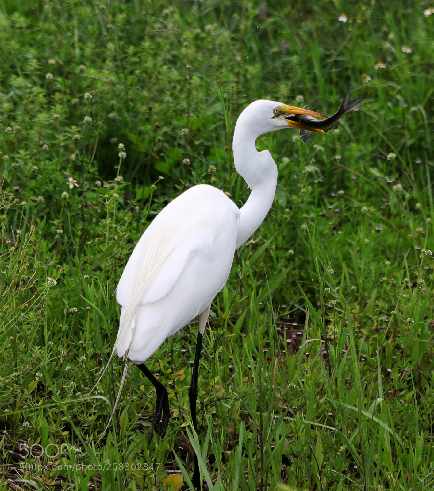 Canon EOS-1D X Mark II sample photo. 05-17-18-0018158.jpg photography