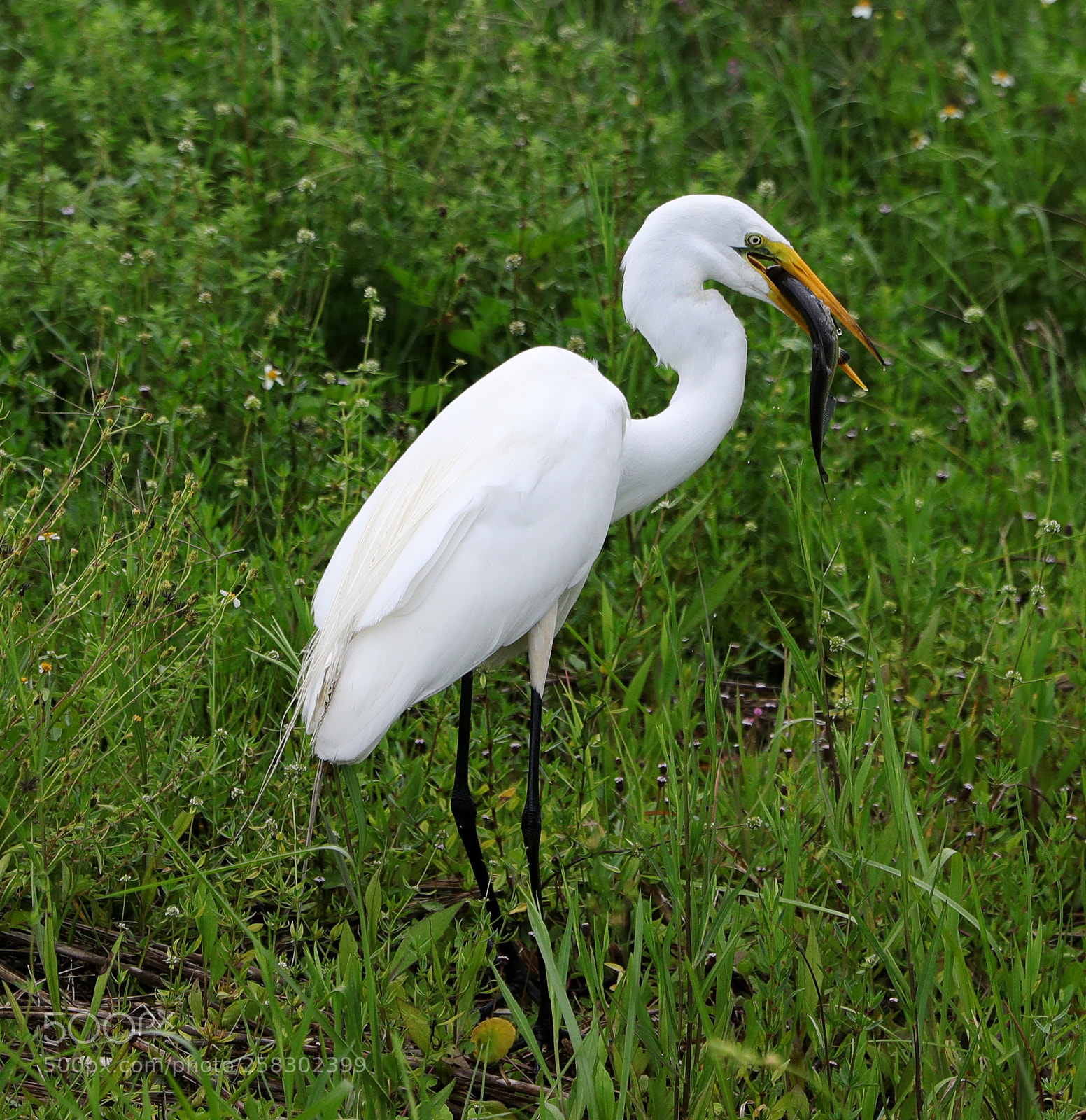 Canon EOS-1D X Mark II sample photo. 05-17-18-0018156.jpg photography