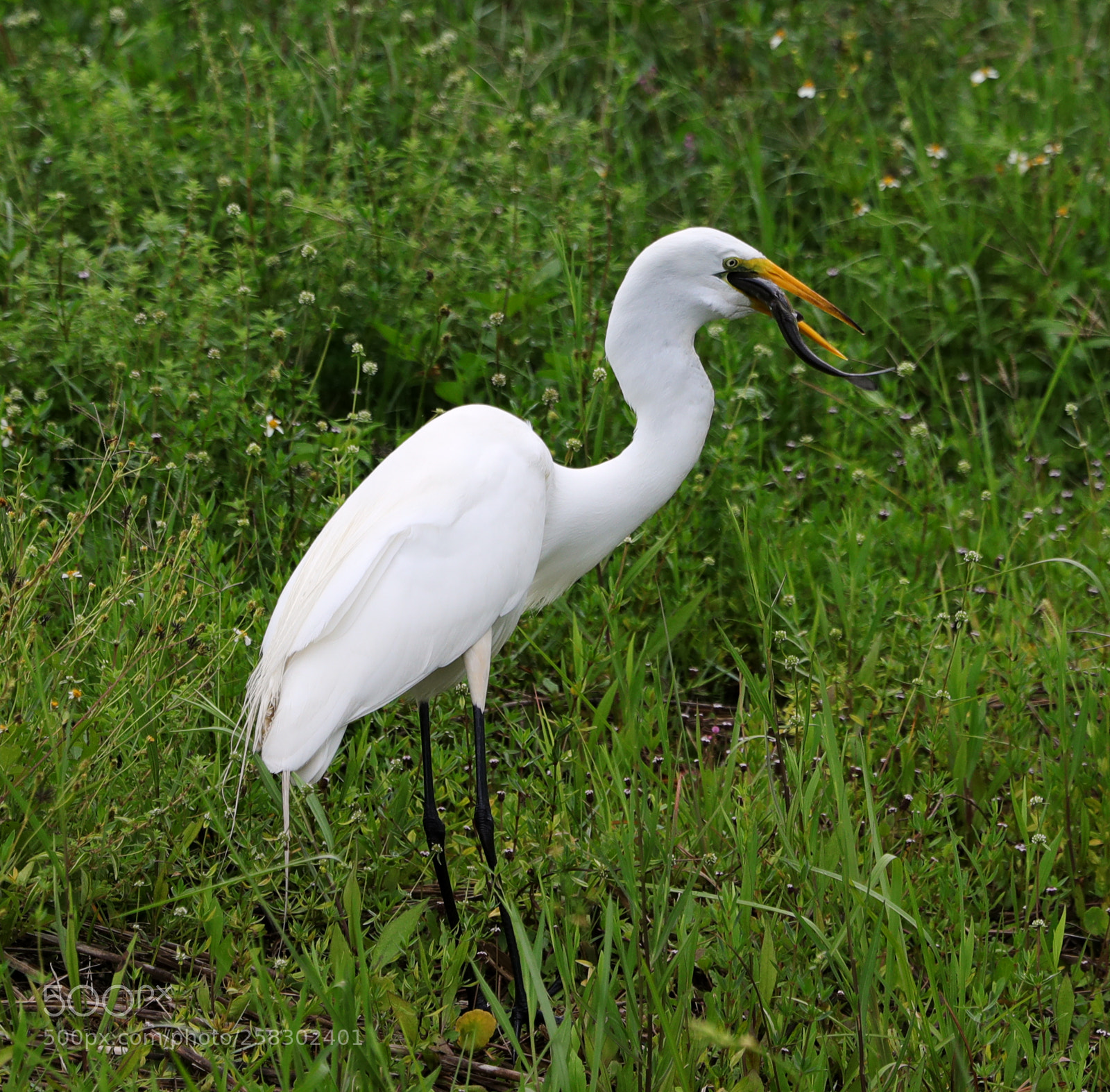 Canon EOS-1D X Mark II sample photo. 05-17-18-0018155.jpg photography