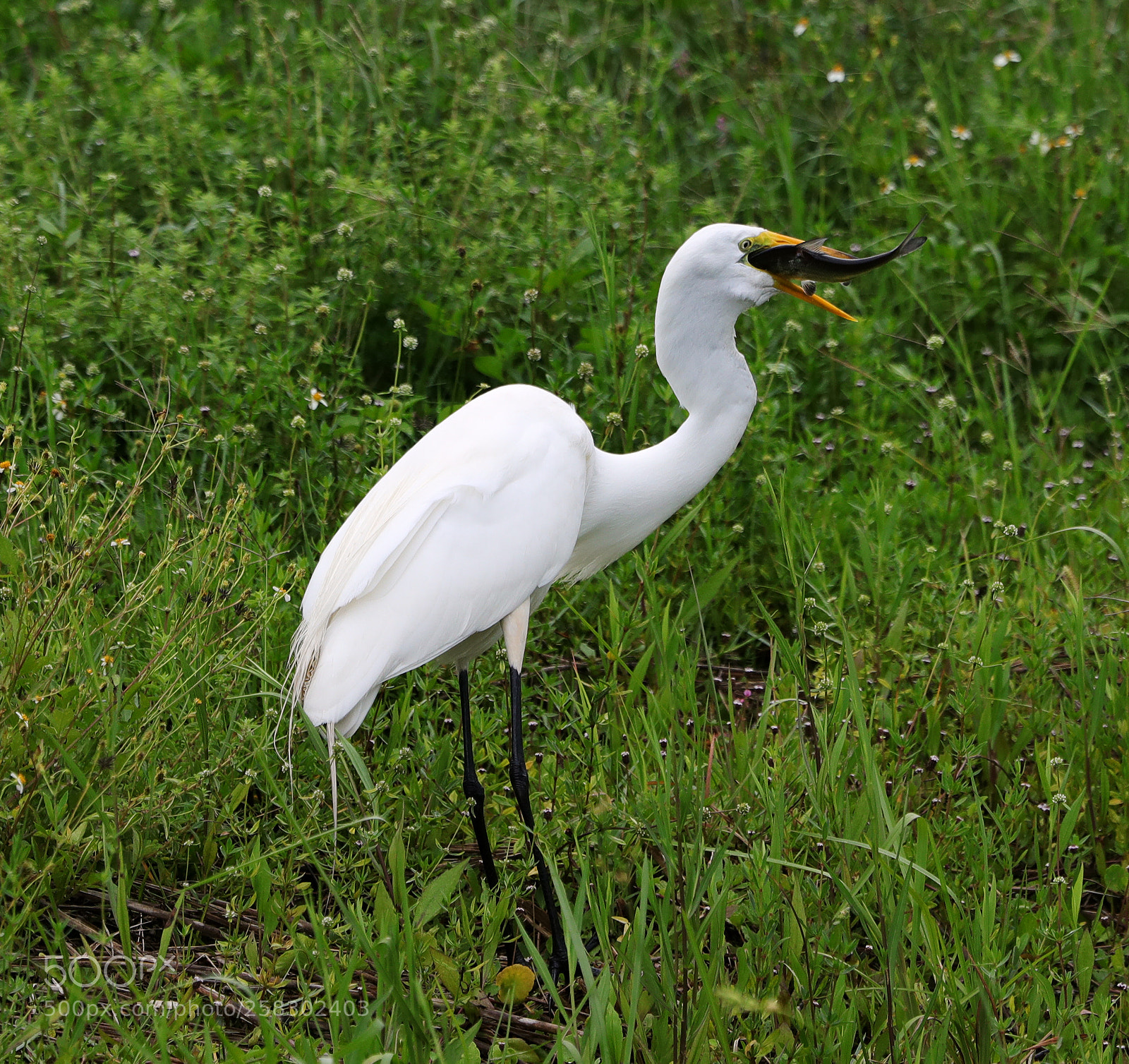 Canon EOS-1D X Mark II sample photo. 05-17-18-0018154.jpg photography