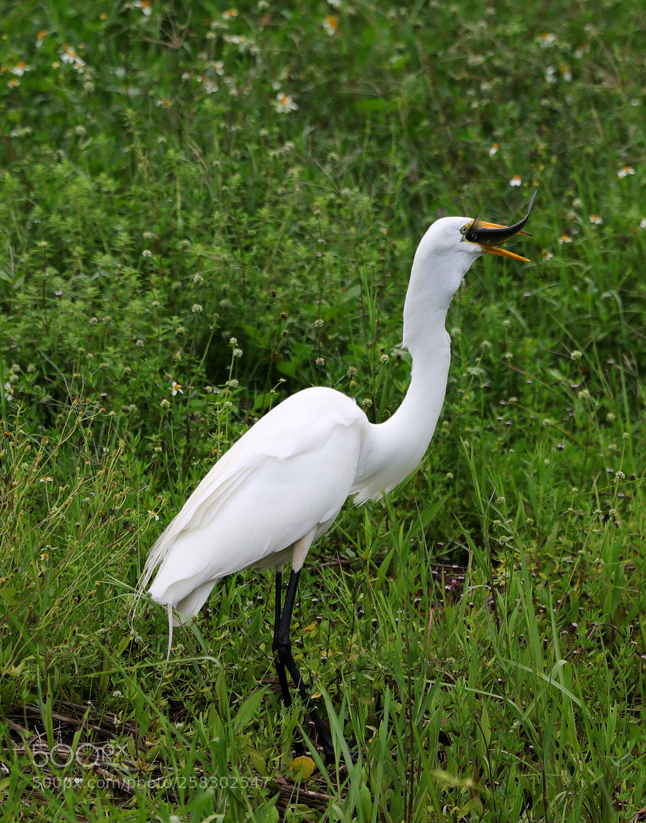 Canon EOS-1D X Mark II sample photo. 05-17-18-0018153.jpg photography