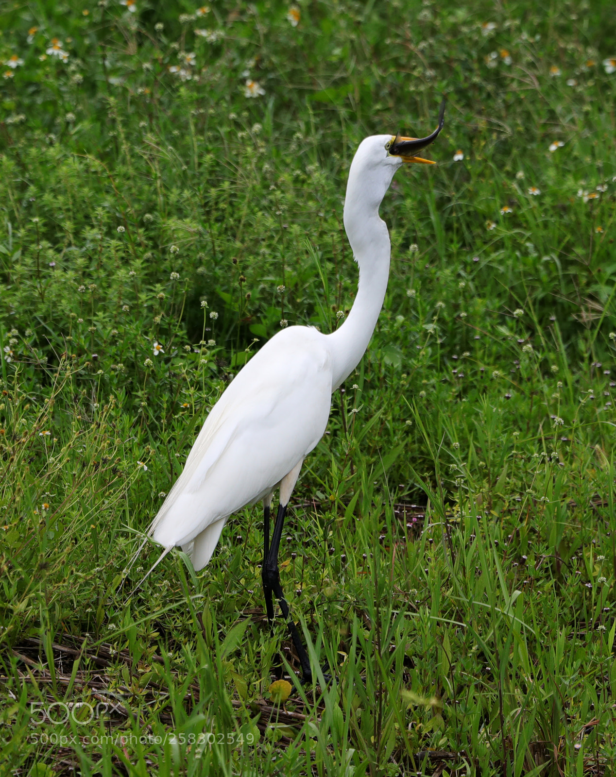 Canon EOS-1D X Mark II sample photo. 05-17-18-0018152.jpg photography