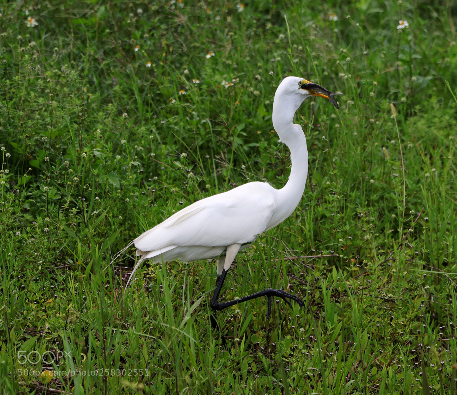 Canon EOS-1D X Mark II sample photo. 05-17-18-0018151.jpg photography