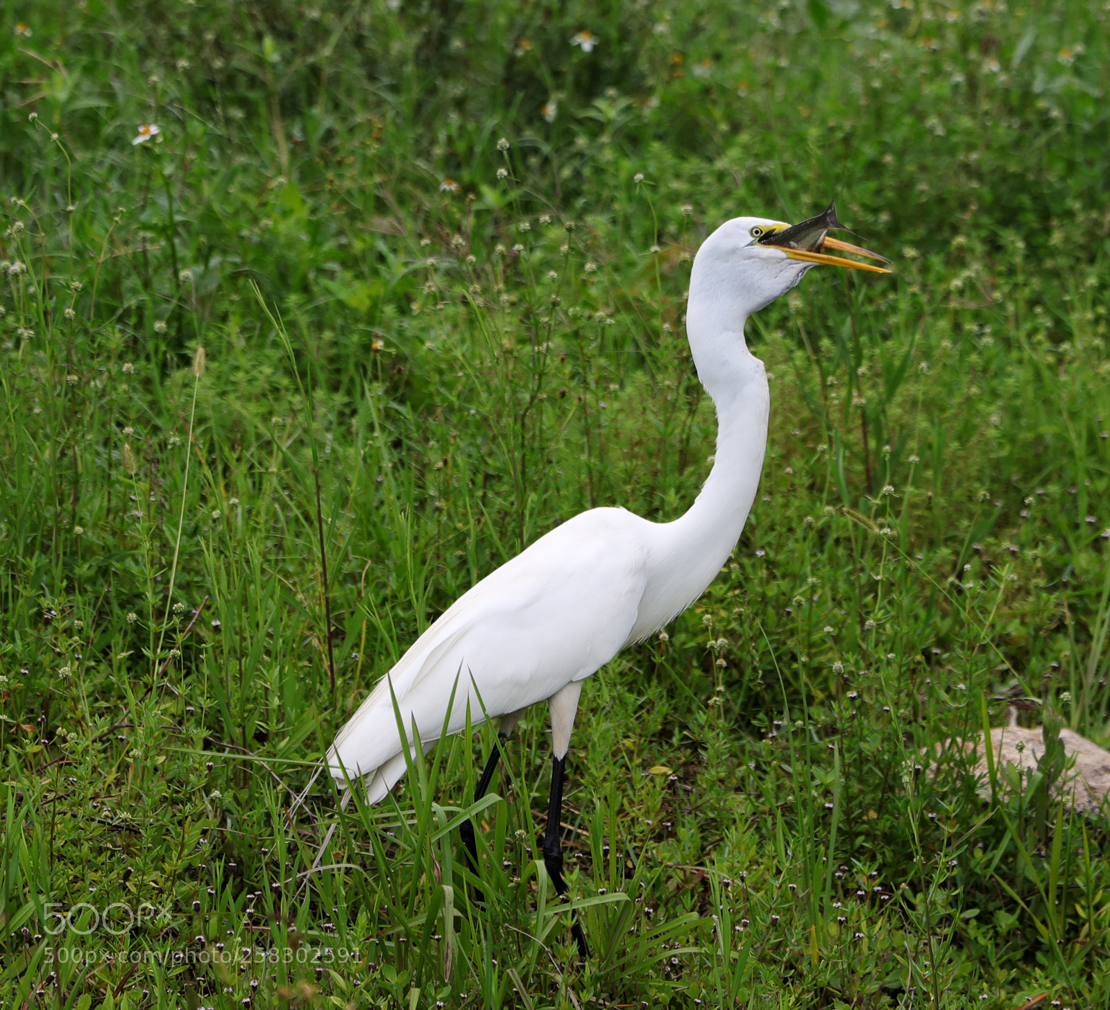 Canon EOS-1D X Mark II sample photo. 05-17-18-0018149.jpg photography