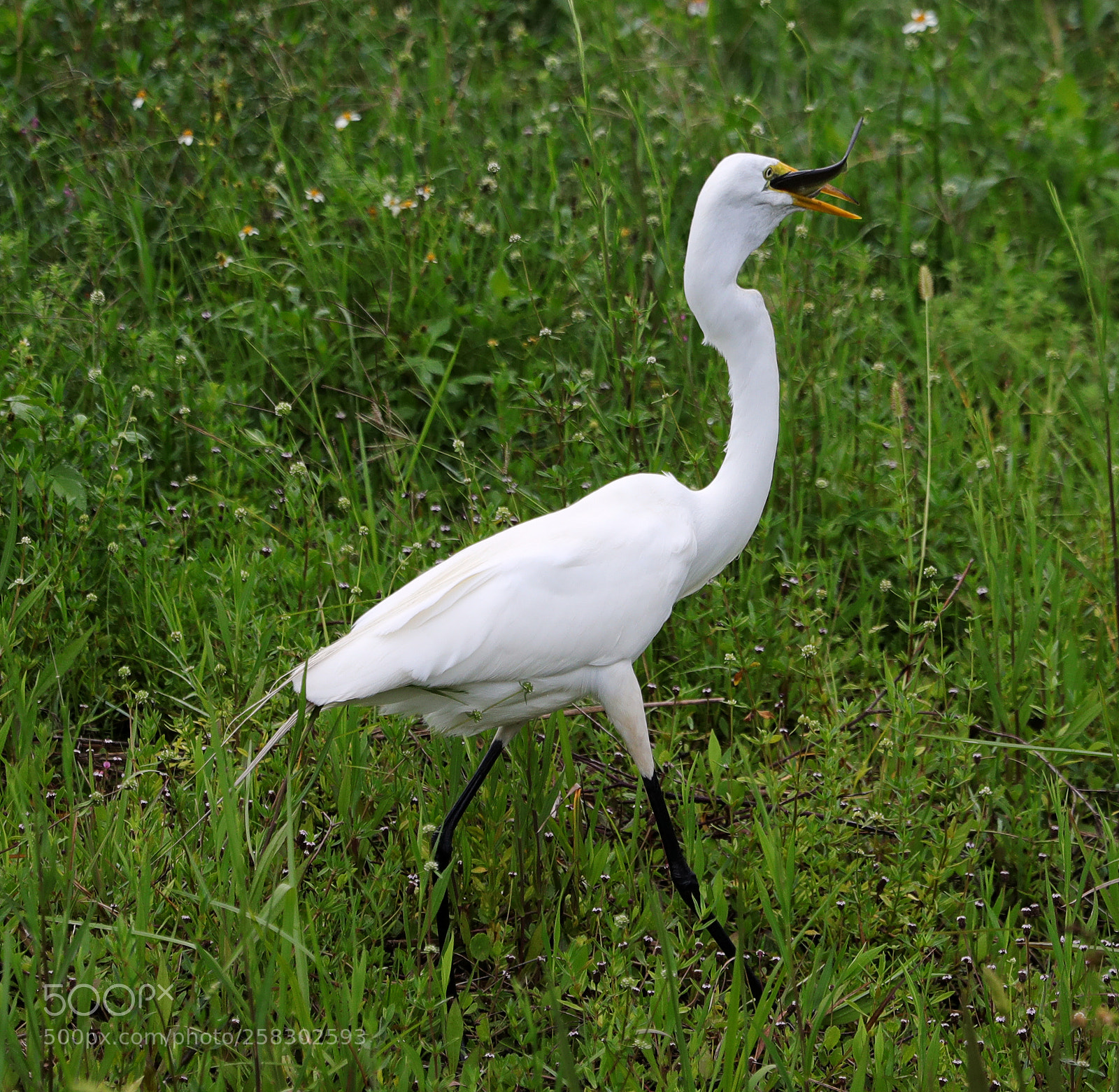 Canon EOS-1D X Mark II sample photo. 05-17-18-0018150.jpg photography