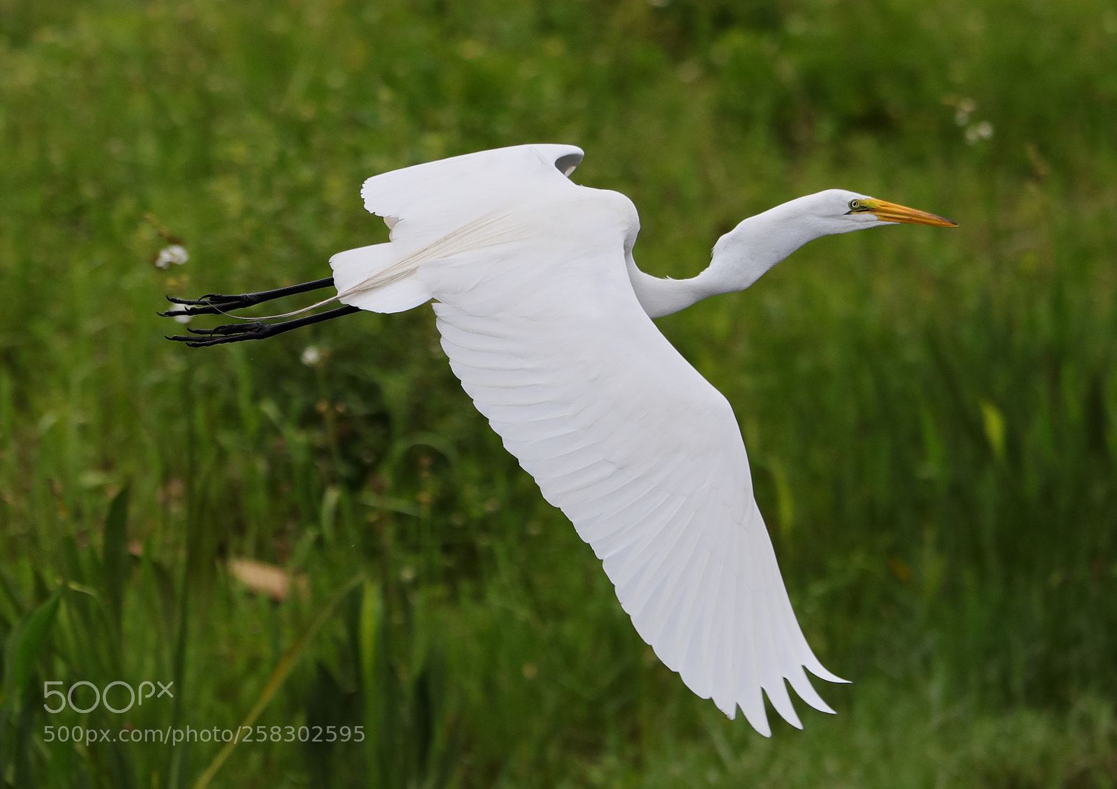 Canon EOS-1D X Mark II sample photo. 05-17-18-0018148.jpg photography