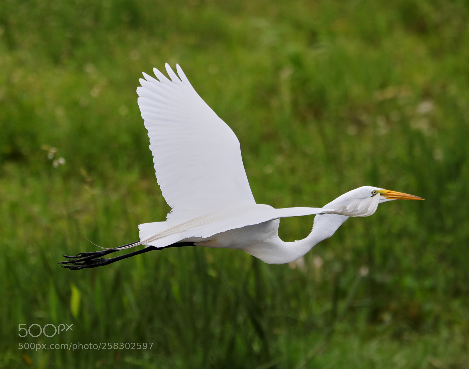 Canon EOS-1D X Mark II sample photo. 05-17-18-0018147.jpg photography