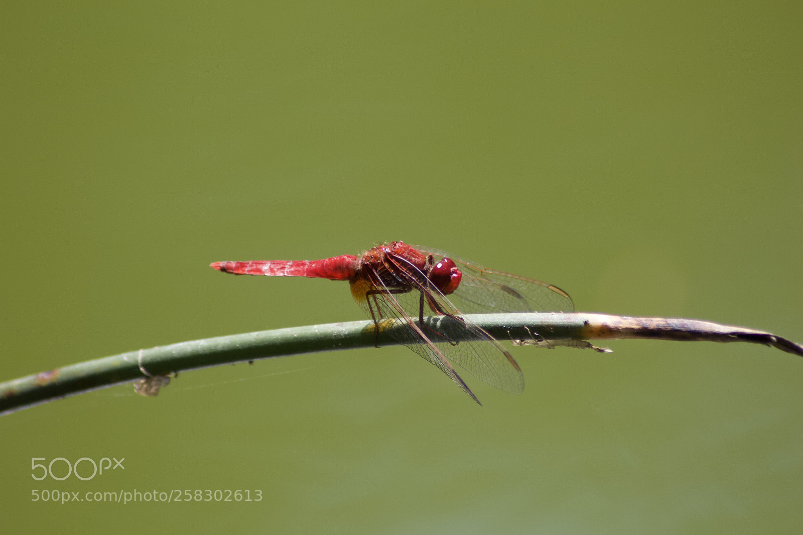 Canon EOS 650D (EOS Rebel T4i / EOS Kiss X6i) sample photo. Dragonfly photography