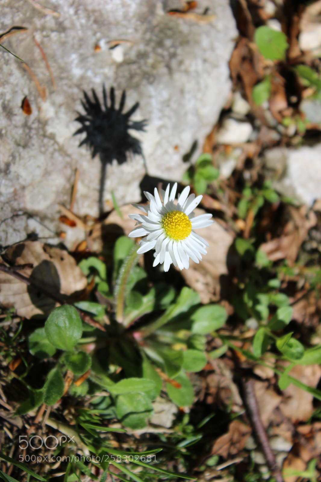 Canon EOS 600D (Rebel EOS T3i / EOS Kiss X5) sample photo. Little sunshine on the photography