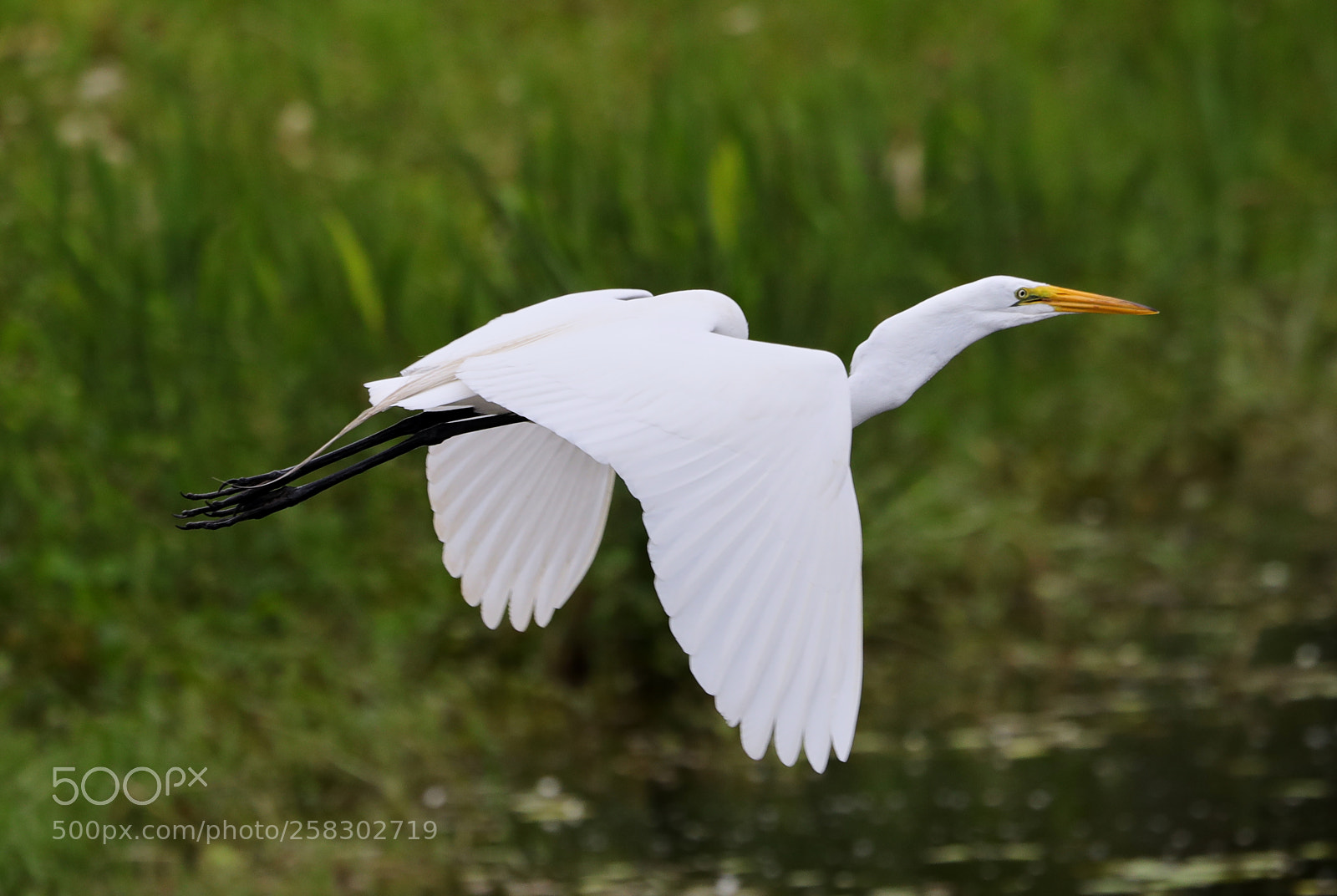 Canon EOS-1D X Mark II sample photo. 05-17-18-0018146.jpg photography