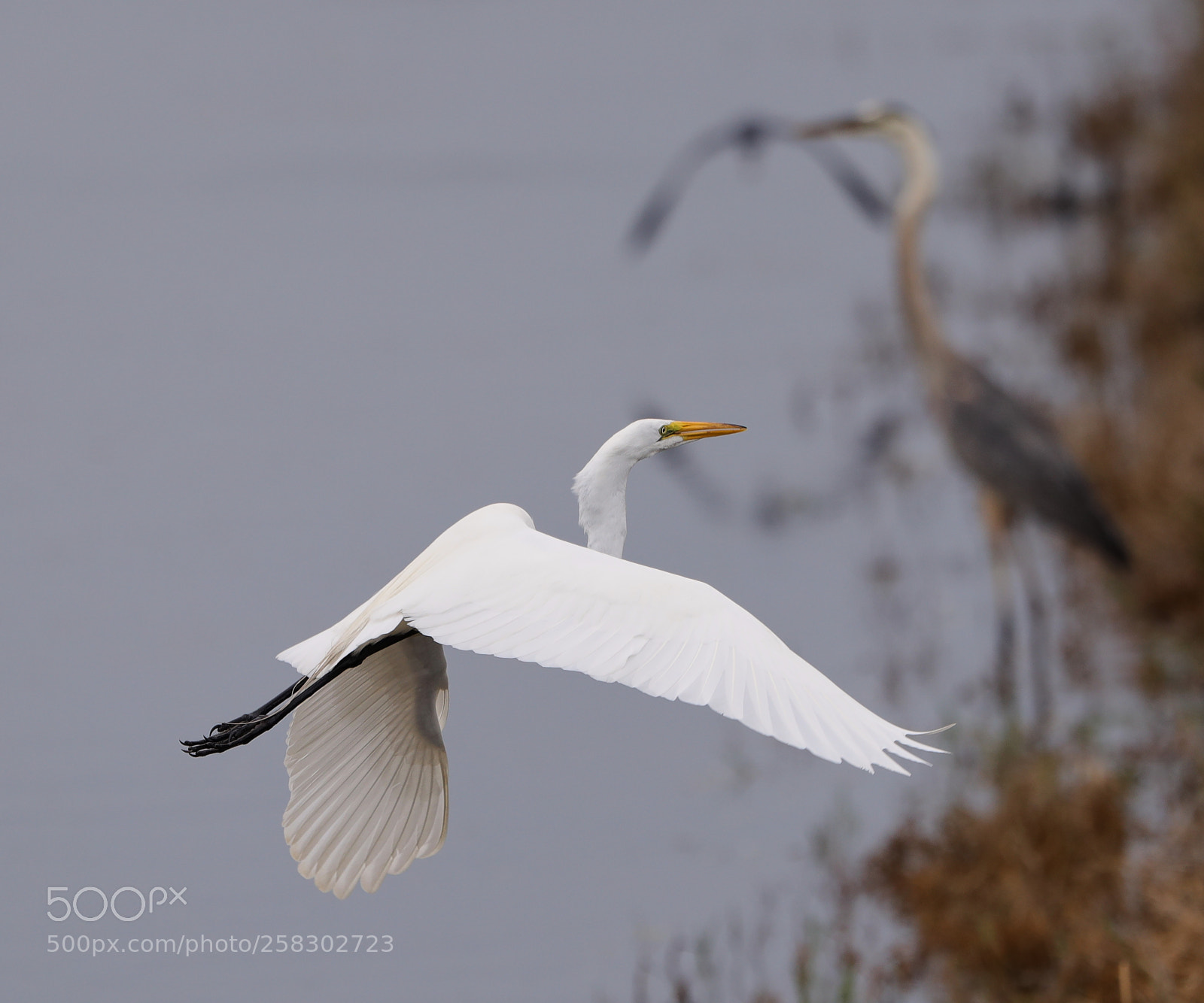 Canon EOS-1D X Mark II sample photo. 05-17-18-0018136.jpg photography