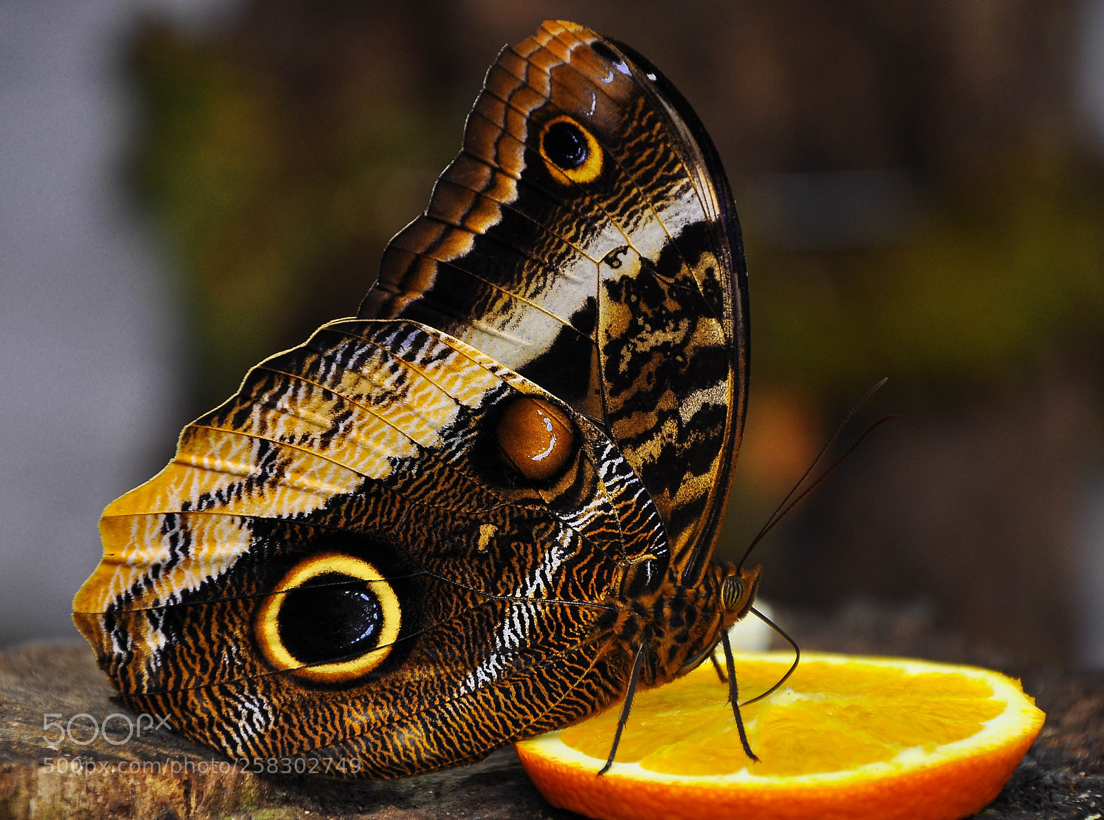 Nikon D90 sample photo. Butterfly photography