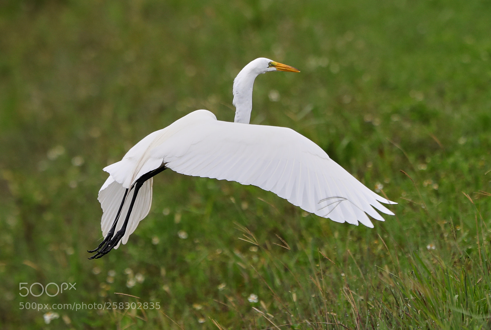 Canon EOS-1D X Mark II sample photo. 05-17-18-0018134.jpg photography