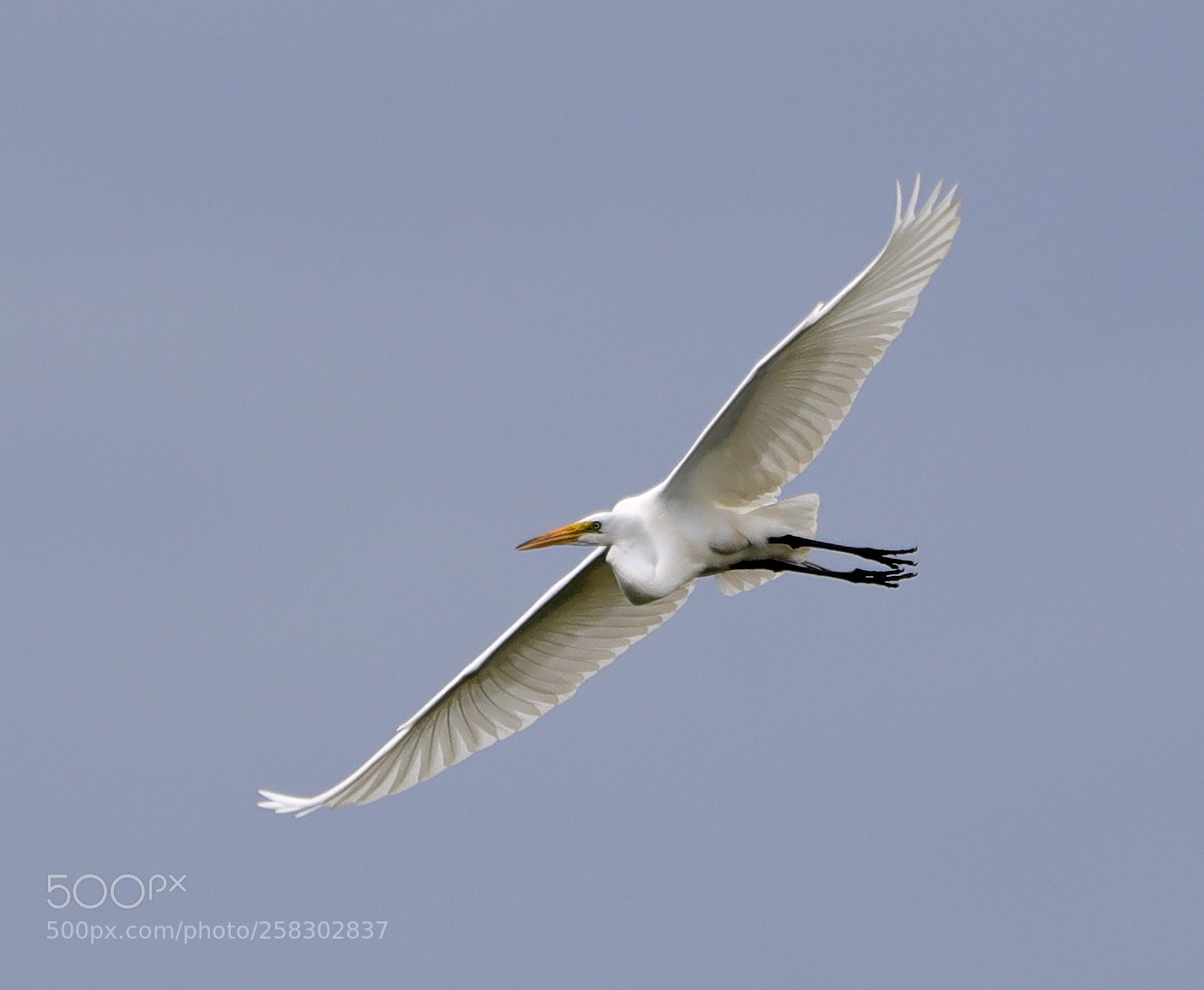 Canon EOS-1D X Mark II sample photo. 05-17-18-0018131.jpg photography
