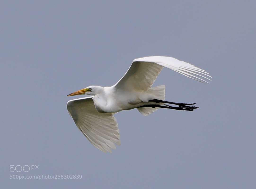 Canon EOS-1D X Mark II sample photo. 05-17-18-0018130.jpg photography