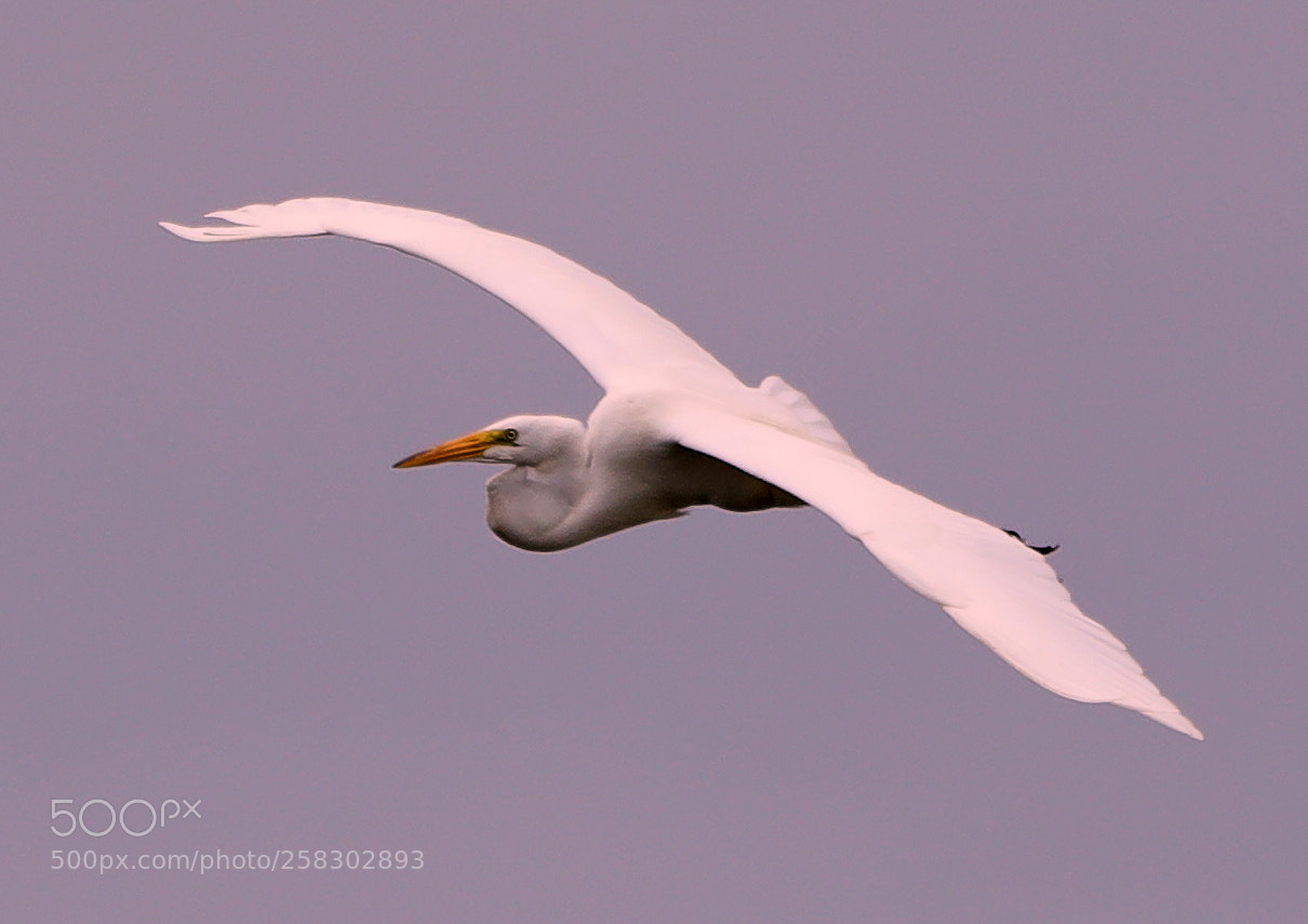 Canon EOS-1D X Mark II sample photo. 05-17-18-0018128.jpg photography