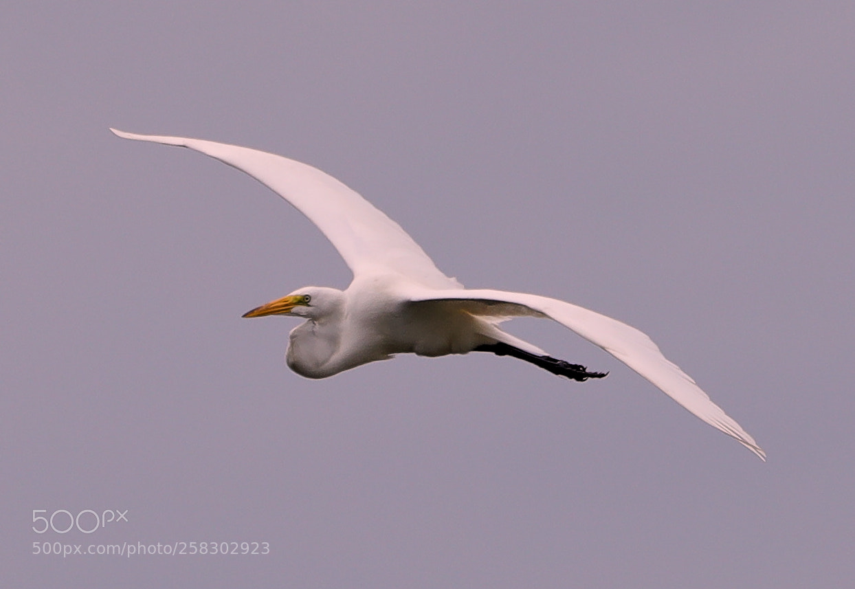 Canon EOS-1D X Mark II sample photo. 05-17-18-0018127.jpg photography