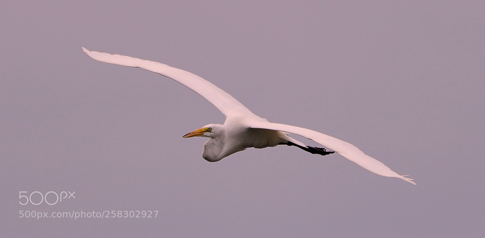 Canon EOS-1D X Mark II sample photo. 05-17-18-0018126.jpg photography
